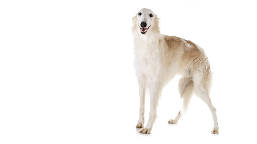 Borzoi