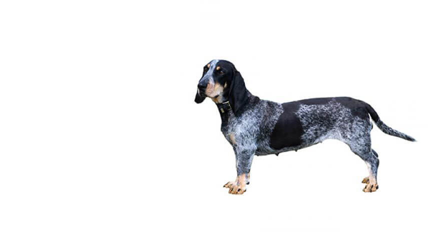 Basset Bleu de Gascogne