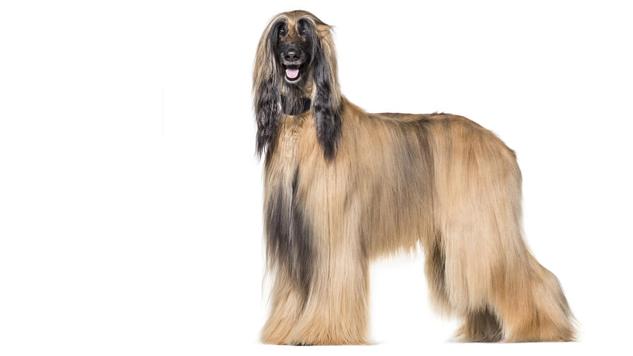 Afghan Hound