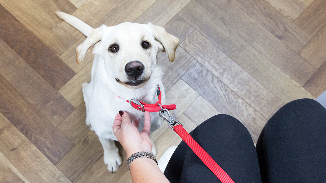 puppy looking up at owner in vet waiting room