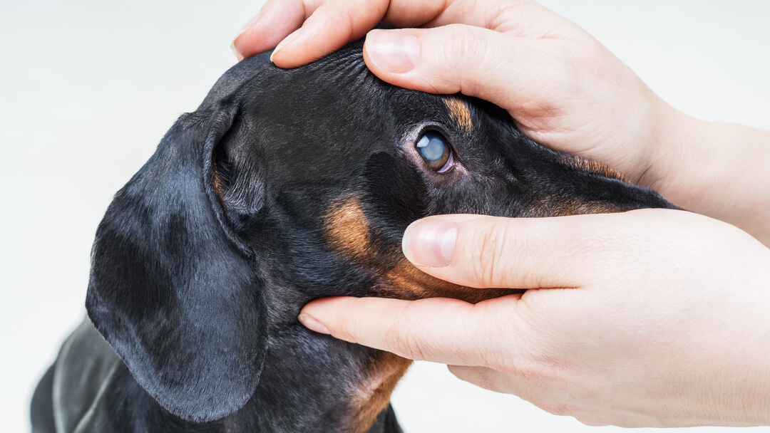 Глаукома у собак
