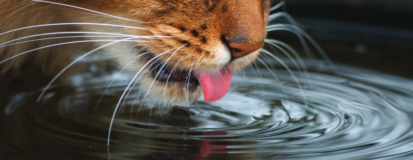 Кіт п'є воду
