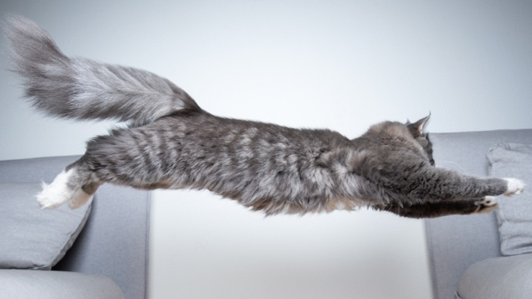Кіт стрибає між диванами