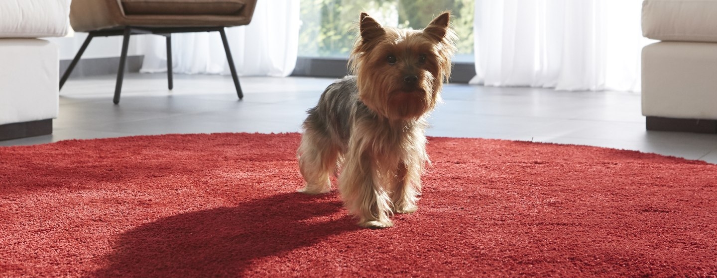 Собака стоїть на червоному килимі