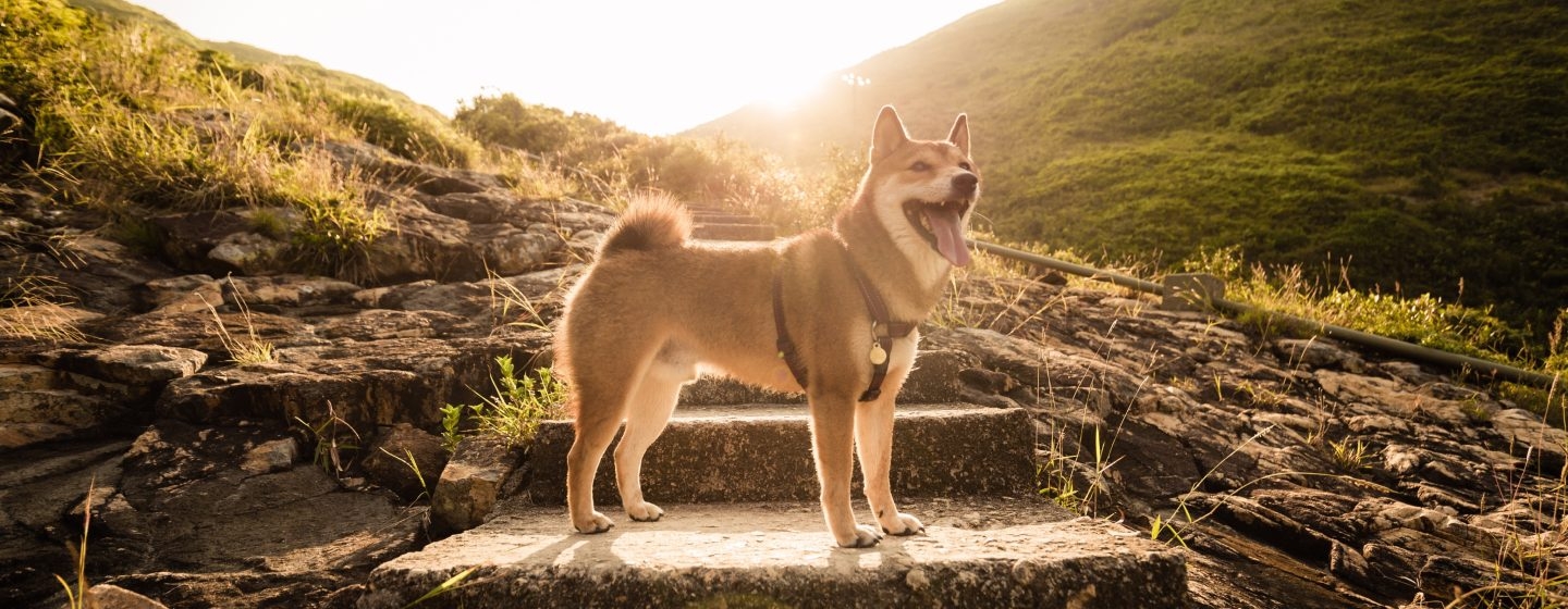 Собака стоїть на фоні пагорбів