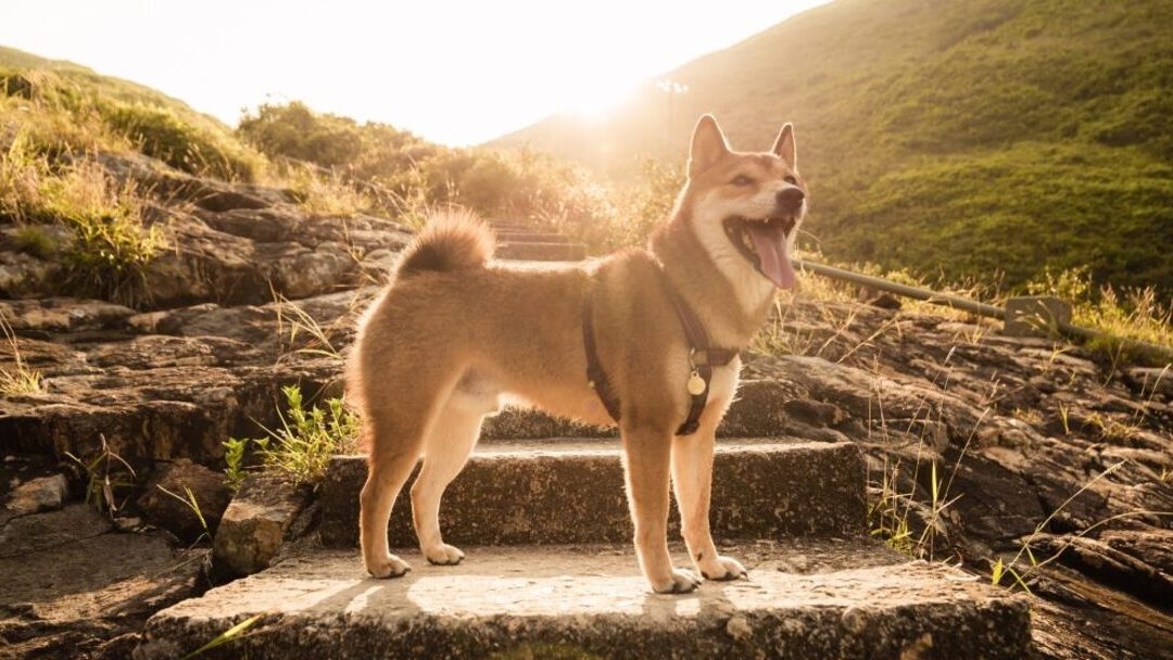 Собака стоїть на фоні пагорбів