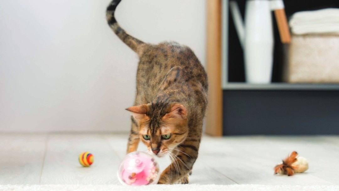 Кіт грається з кулькою