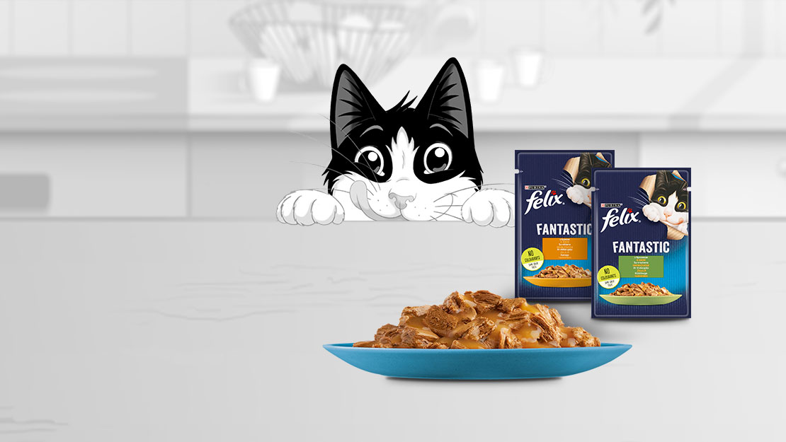 Кіт Felix дивиться на миску та упаковки корму Fantastic