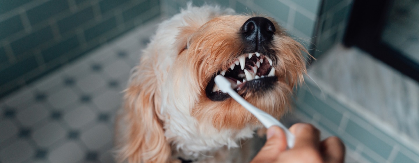 Собаці чистять зуби