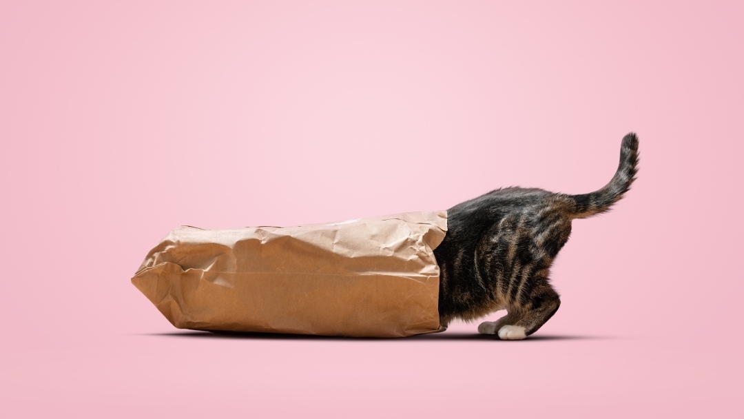 Кіт заліз у паперовий пакет