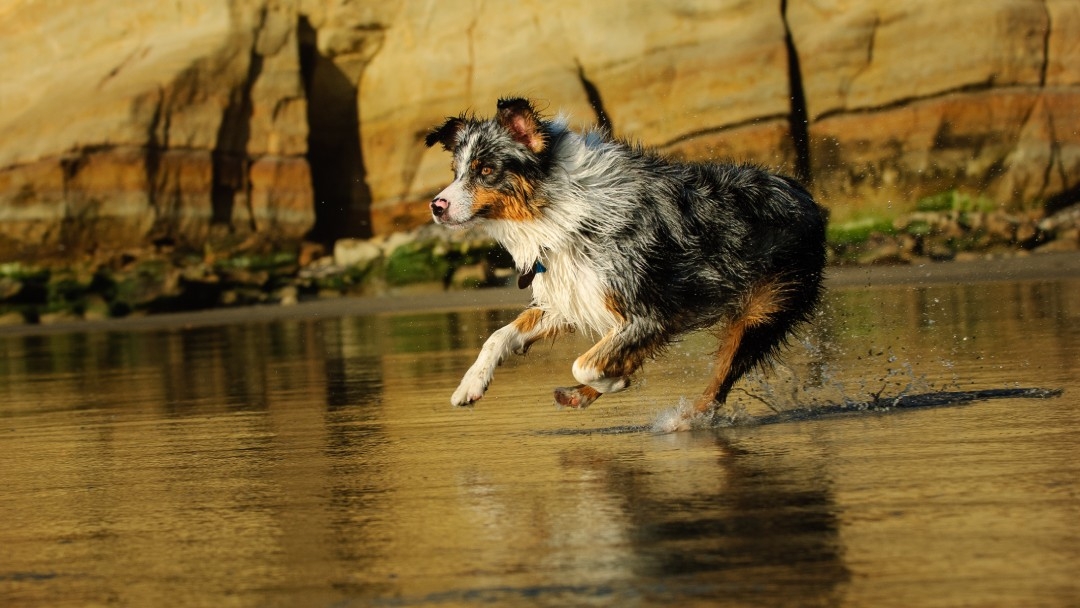 Собака стрибає у воді