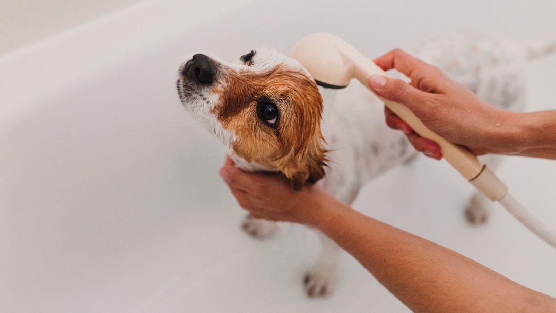 Собаку миють у ванній