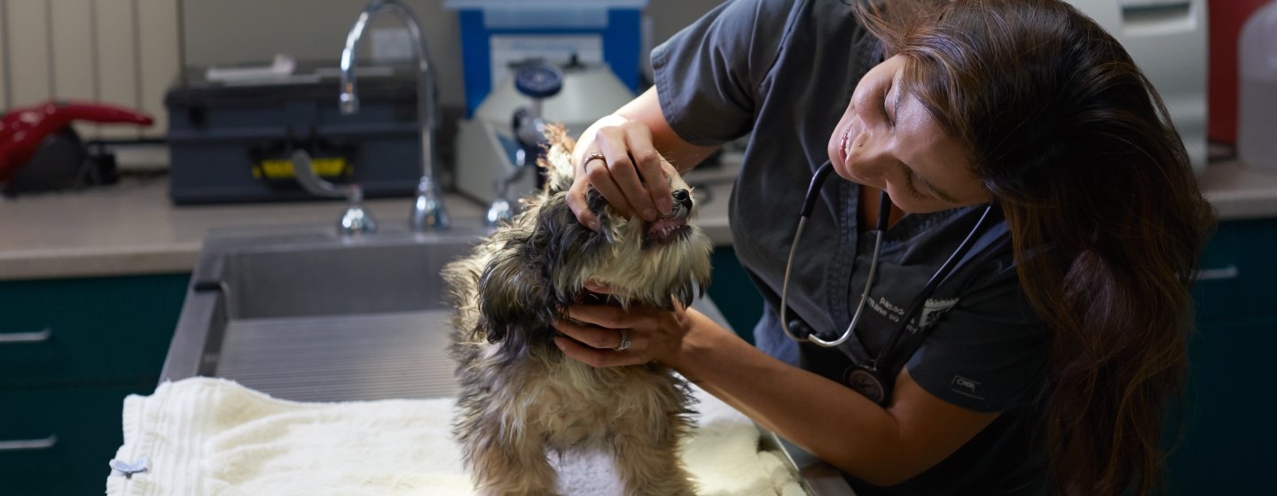 Ветеринар оглядає собаку