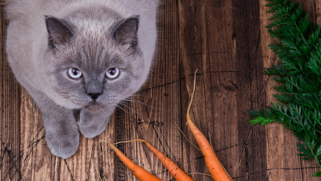 кіт біля моркви