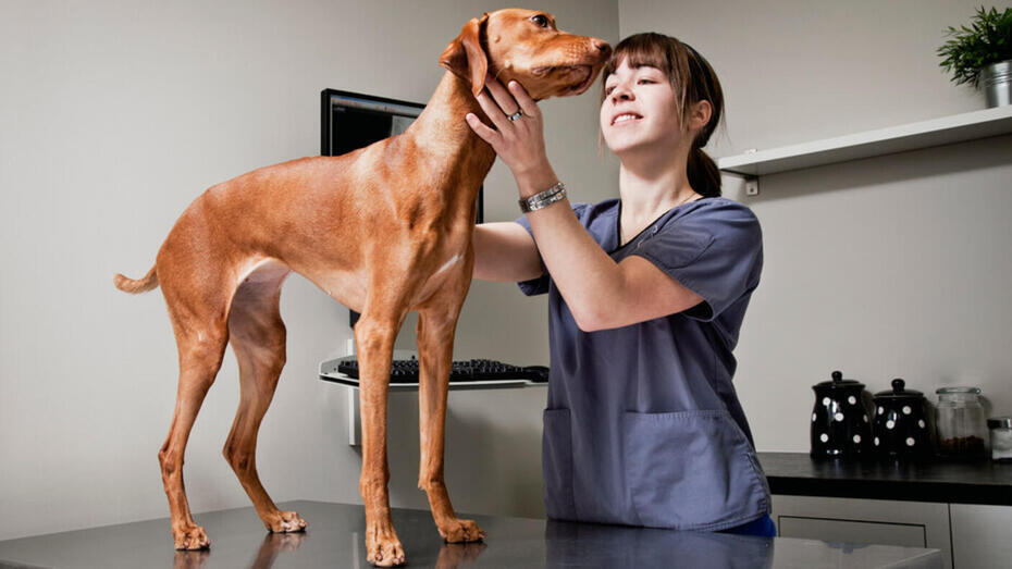alopecia_in_dogs