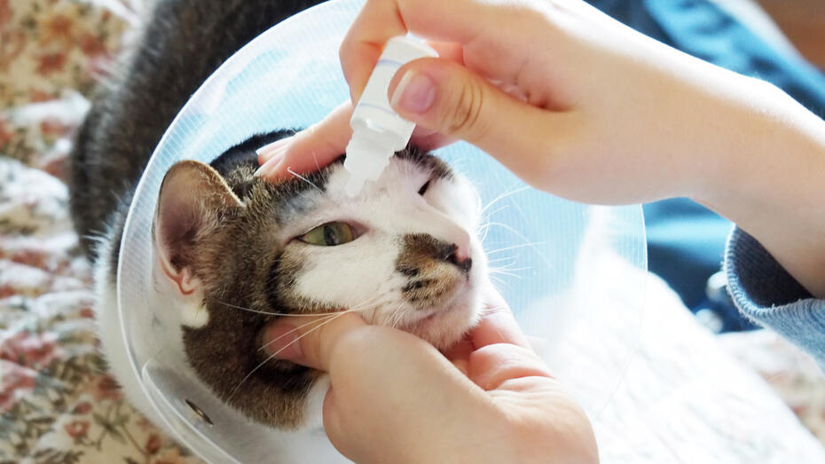 коту закапують око