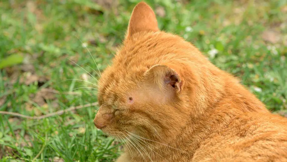 Кліщ у рудого кота на голові