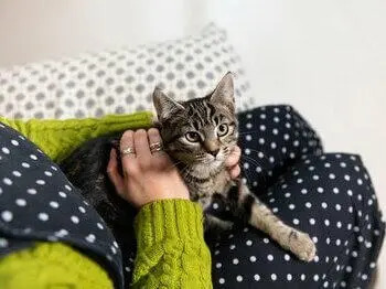 Кота гладять