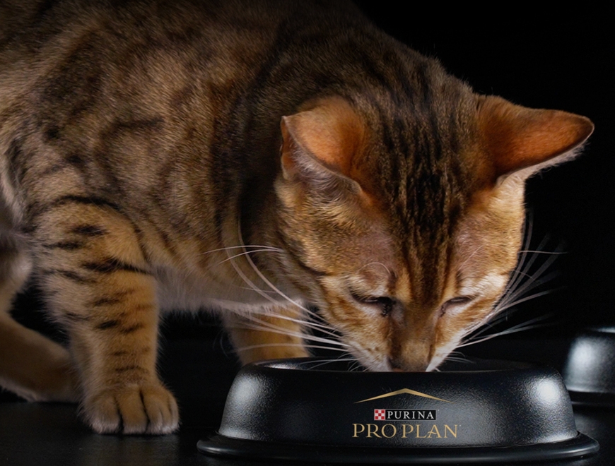 Кіт їсть з миски 