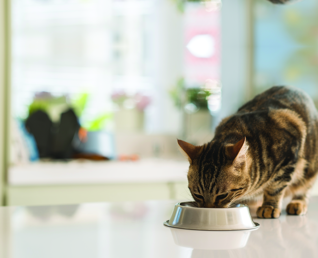 Котик їсть з миски