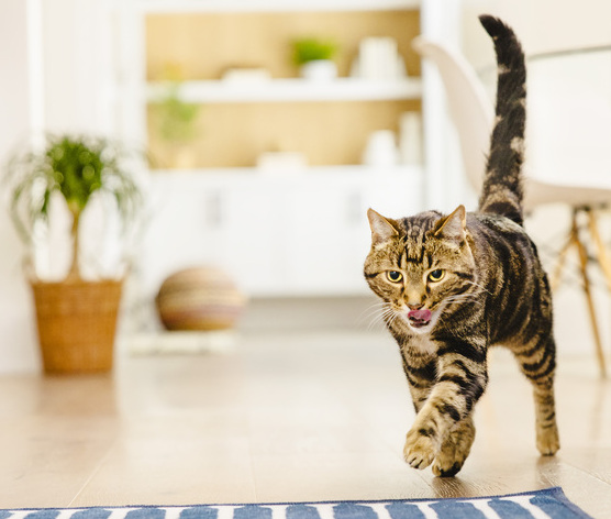 Кіт облизується