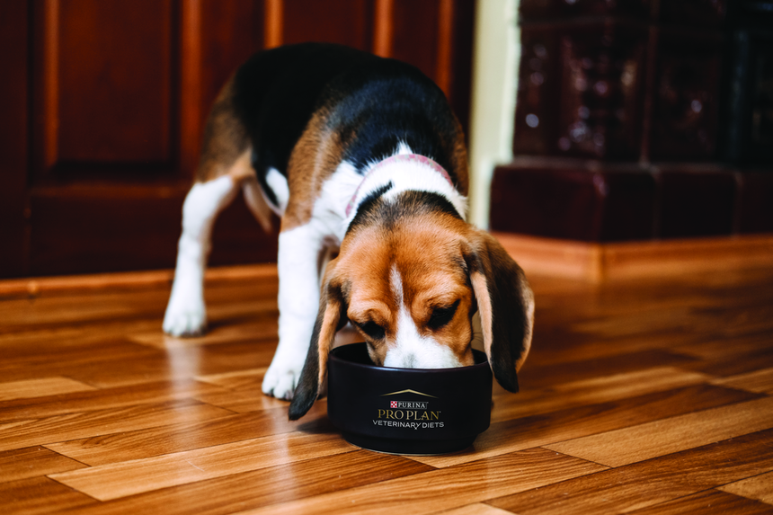 Собака їсть корм з миски Pro Plan