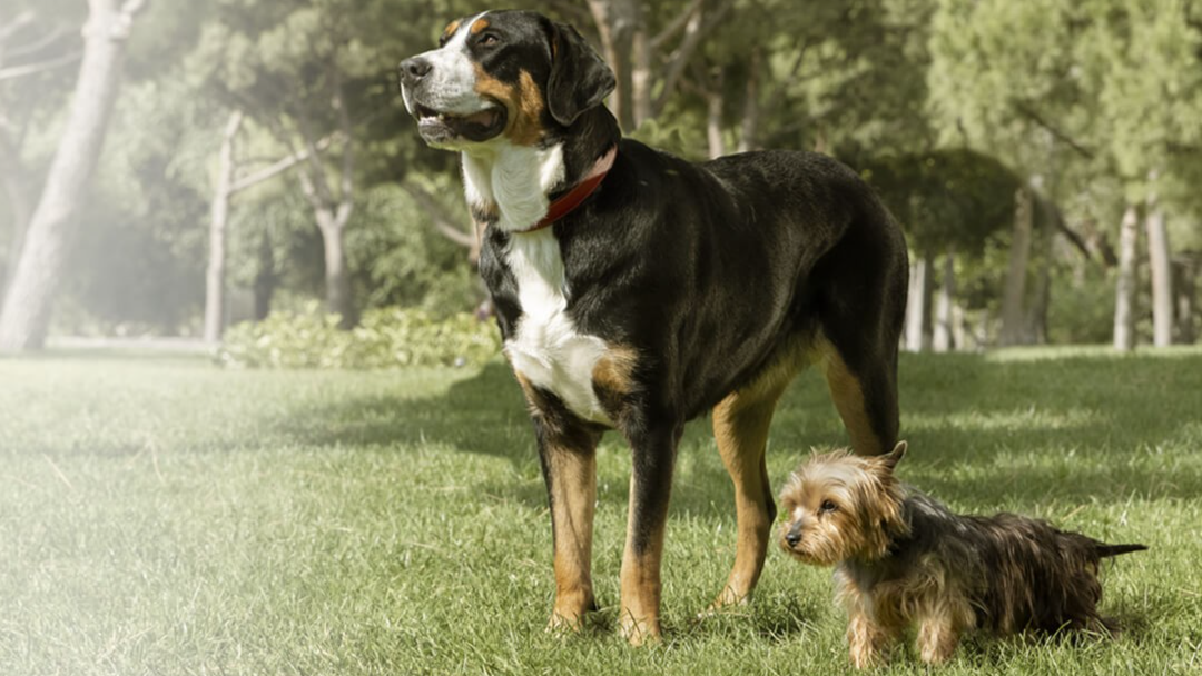 Великий та маленький песики гуляють 