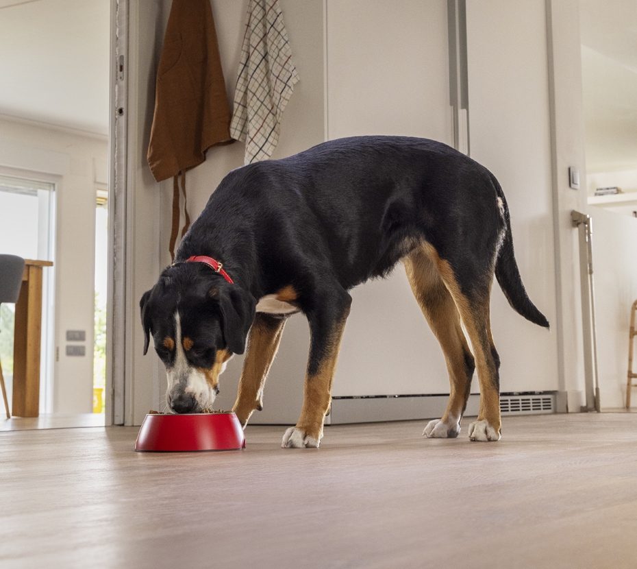 PURINA ONE® MEDIUM/MAXI