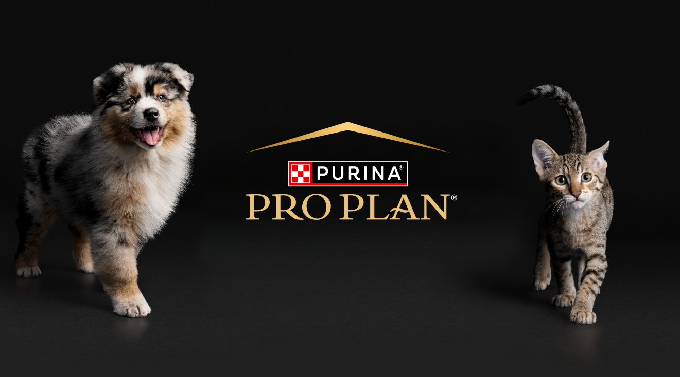 Кошеня та цуценя