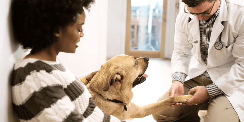 Ветеринар оглядає шерсть на лапі собаки