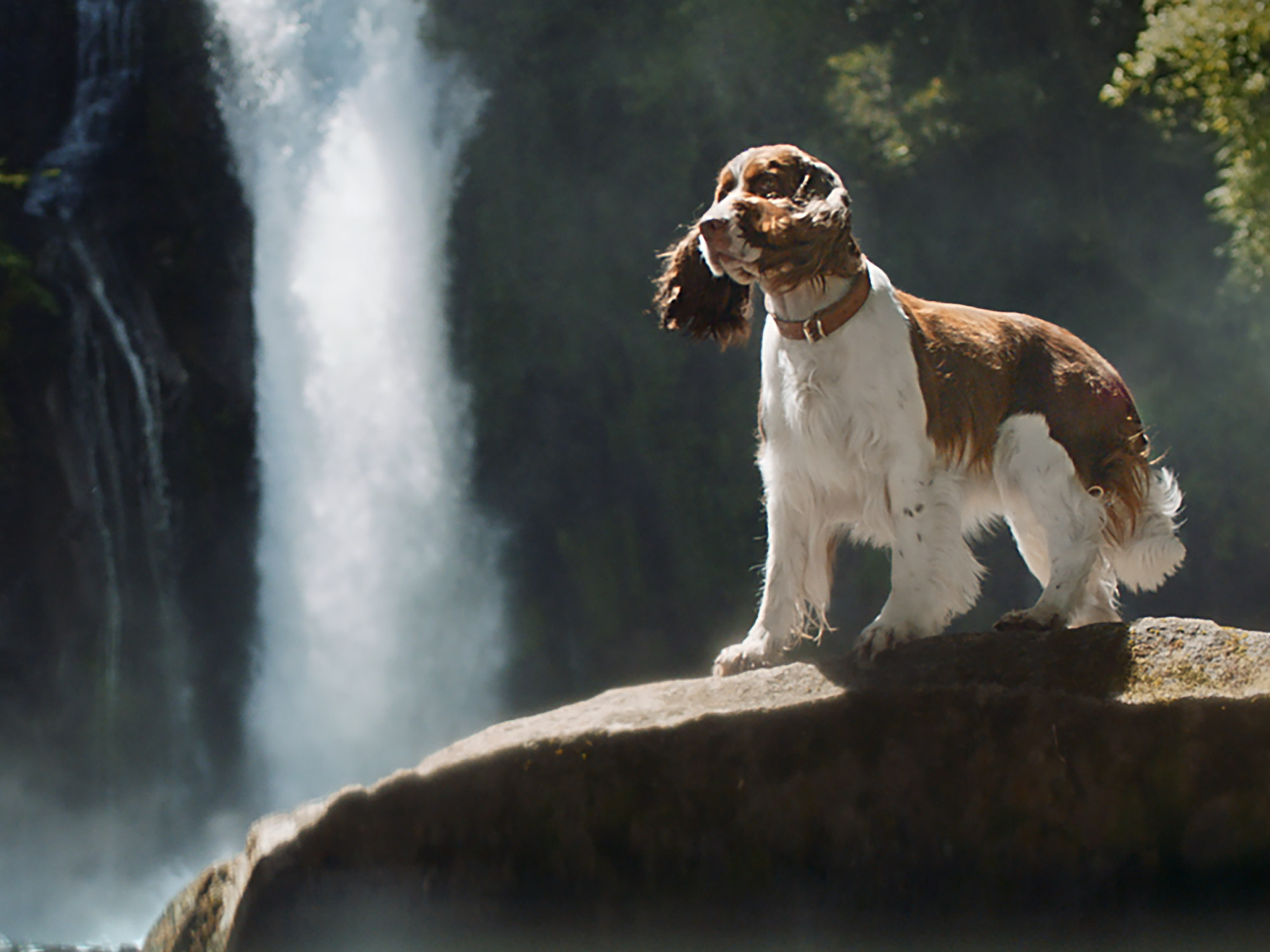 Dog food Adventuros listing page