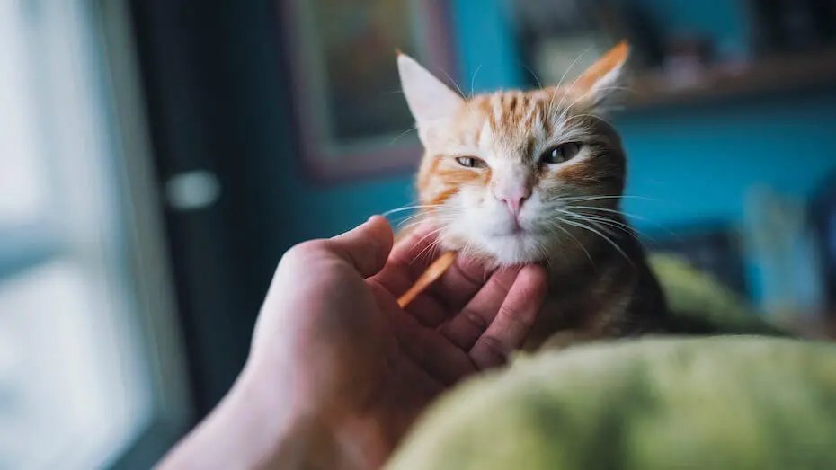 Кота чухають 