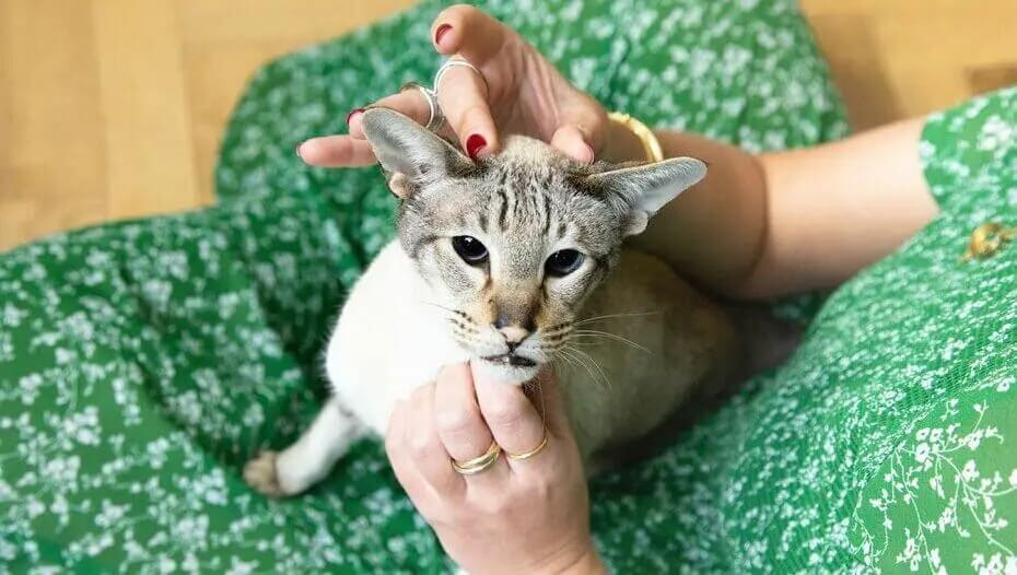 Власниця чухає кота