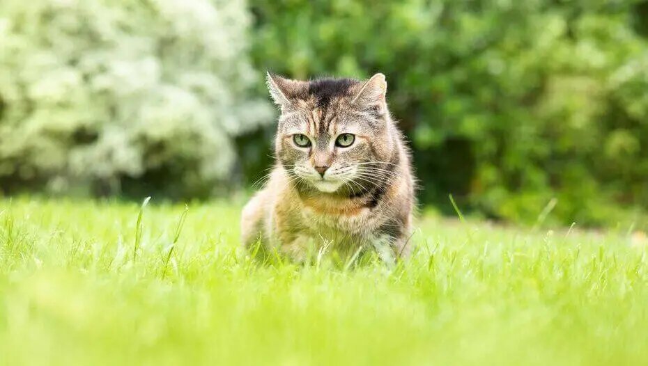 Котик гуляє у траві