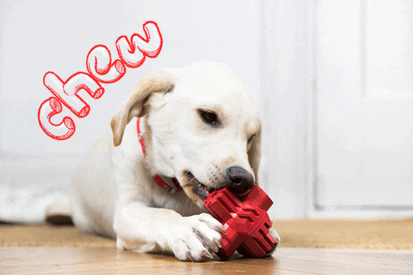 puppy chewing a red toy