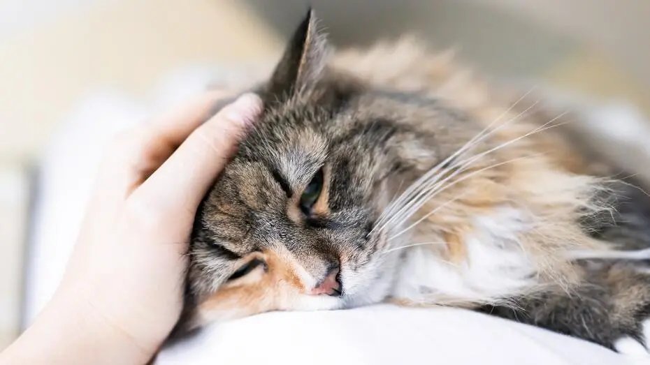 Котика гладять по голові