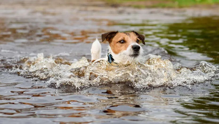 Собака плаває у воді
