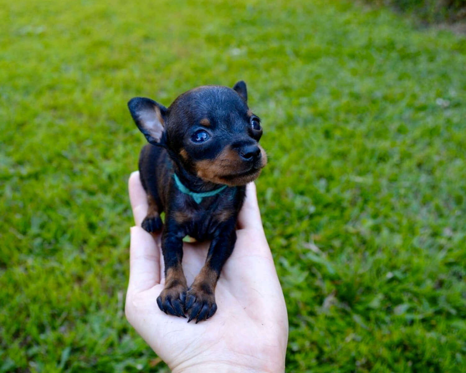 Празький крисарик на руці