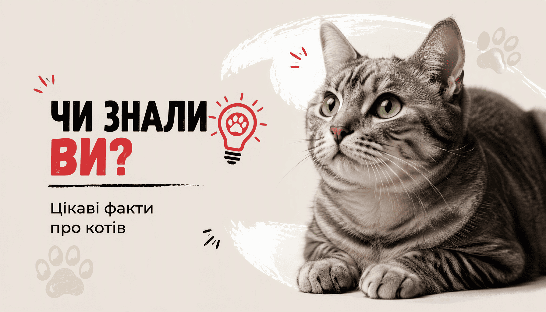 Чи знали ви? цікаві факти про котів