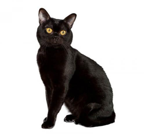 Бомбейська кішка: інформація про породу котів | Purina