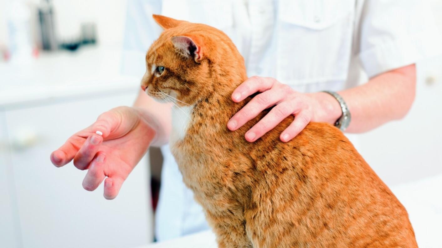 Рудому коту дають таблетку