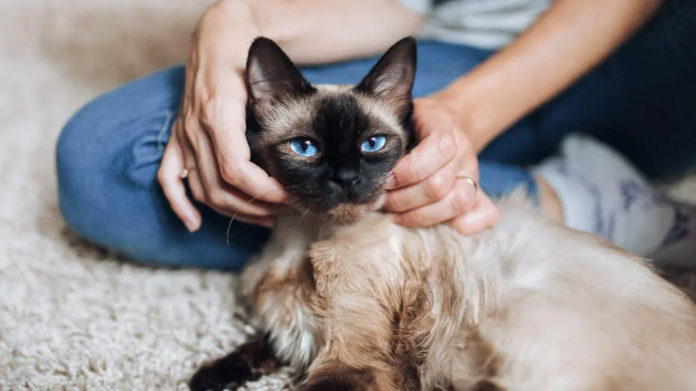 Сіамського кота гладять