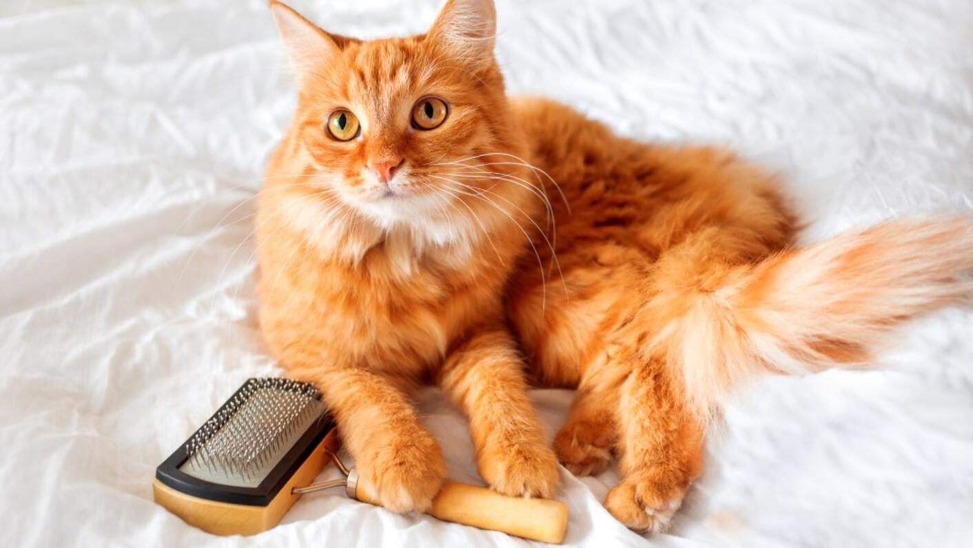 Рудий кіт лежить біля гребінця