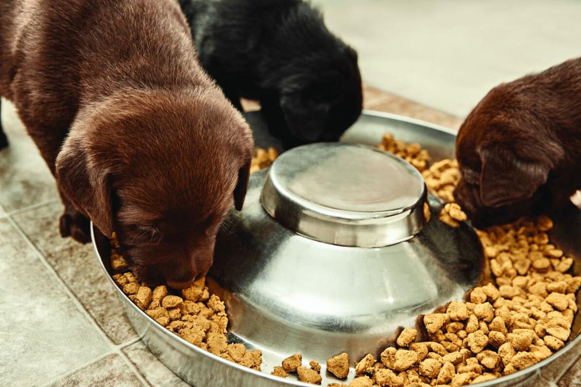 Цуценята їдять корм