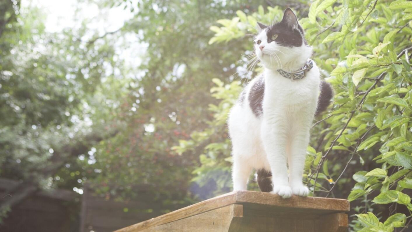 Чорно-білий кіт стоїть на лавці