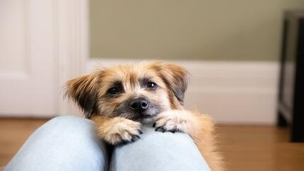 Коричневий пухнастий пес з чорним носом і чорними очима сидить на колінах у господаря.