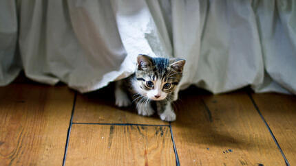маленьке кошеня вилазить з-під ліжка