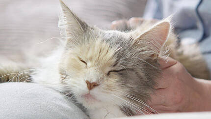 Cat relaxing on owner's lap