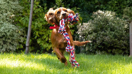 spaniel puppy enjoying garden games