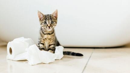 Кошеня у ванній